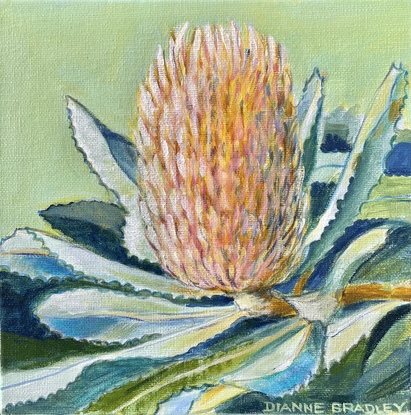 ‘Peach Banksia’
On a pastel background