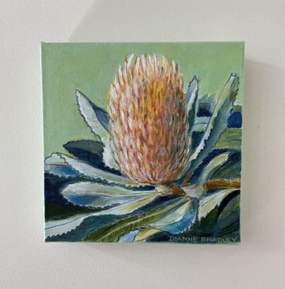 ‘Peach Banksia’
On a pastel background