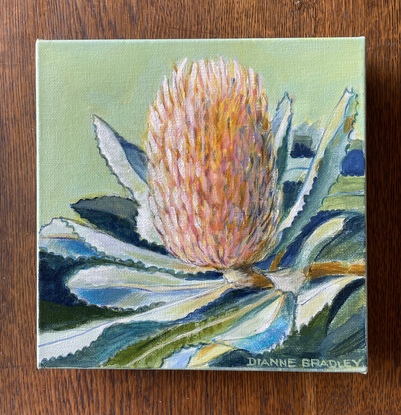 ‘Peach Banksia’
On a pastel background