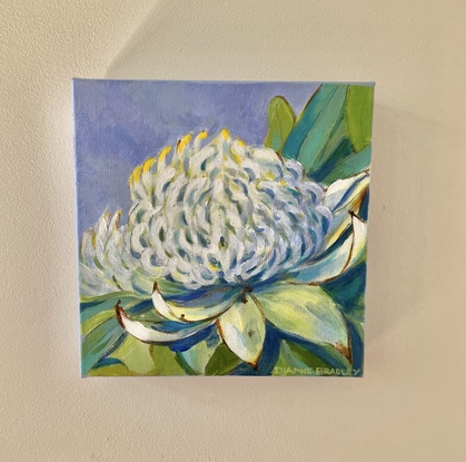 White Waratah in pastel colours