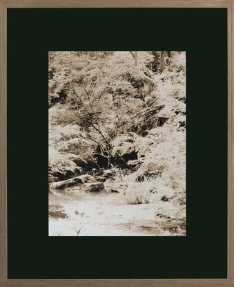 Creek running through native gums trees and australian fauna in afternoon light