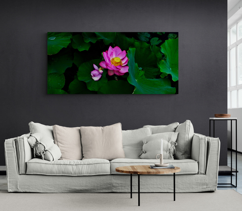 A dark pink lotus flower set in shadows and dark green leaves with a central focus of the yellow seed head photographed in the Sydney Botanic Gardens. Botanical name Nelumbo nucifera.