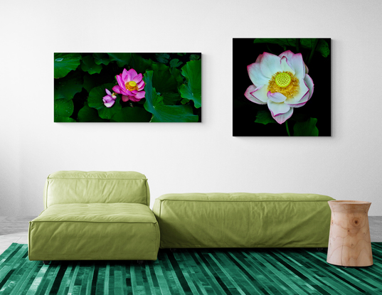 A dark pink lotus flower set in shadows and dark green leaves with a central focus of the yellow seed head photographed in the Sydney Botanic Gardens. Botanical name Nelumbo nucifera.