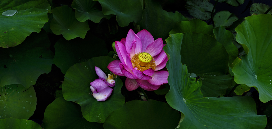 A dark pink lotus flower set in shadows and dark green leaves with a central focus of the yellow seed head photographed in the Sydney Botanic Gardens. Botanical name Nelumbo nucifera.