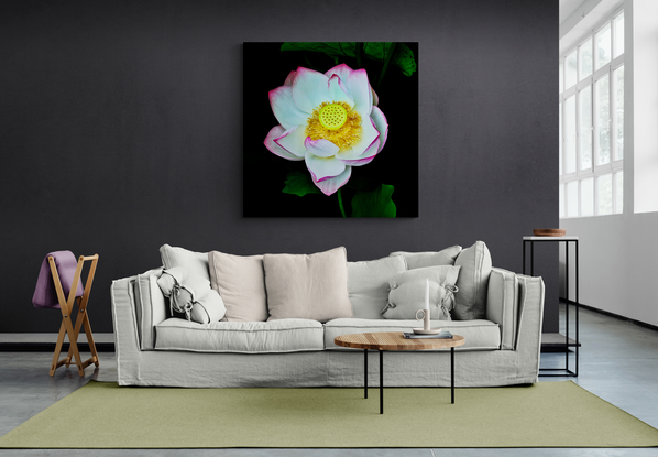 A white lotus flower with dark pink edges set in shadows and dark green leaves with a central focus on the yellow seed head photographed in the Sydney Botanic Gardens. Botanical name Nelumbo nucifera.