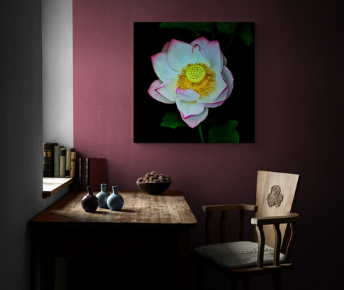 A white lotus flower with dark pink edges set in shadows and dark green leaves with a central focus on the yellow seed head photographed in the Sydney Botanic Gardens. Botanical name Nelumbo nucifera.