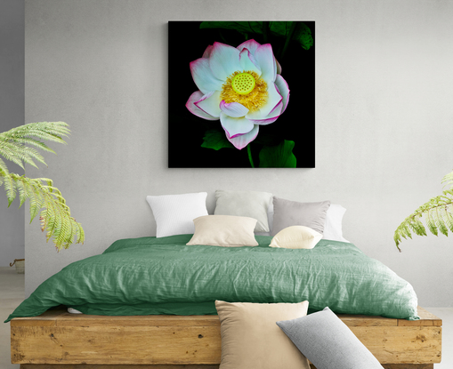 A white lotus flower with dark pink edges set in shadows and dark green leaves with a central focus on the yellow seed head photographed in the Sydney Botanic Gardens. Botanical name Nelumbo nucifera.