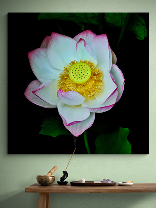 A white lotus flower with dark pink edges set in shadows and dark green leaves with a central focus on the yellow seed head photographed in the Sydney Botanic Gardens. Botanical name Nelumbo nucifera.