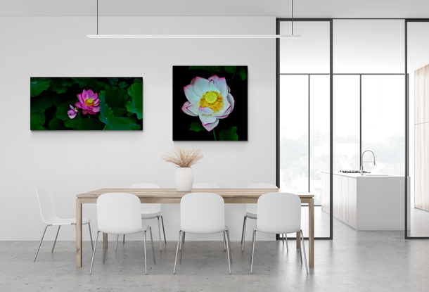 A white lotus flower with dark pink edges set in shadows and dark green leaves with a central focus on the yellow seed head photographed in the Sydney Botanic Gardens. Botanical name Nelumbo nucifera.