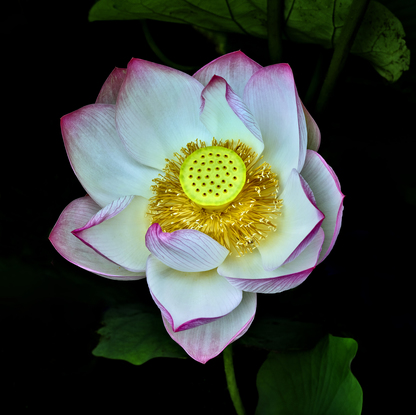 A white lotus flower with dark pink edges set in shadows and dark green leaves with a central focus on the yellow seed head photographed in the Sydney Botanic Gardens. Botanical name Nelumbo nucifera.