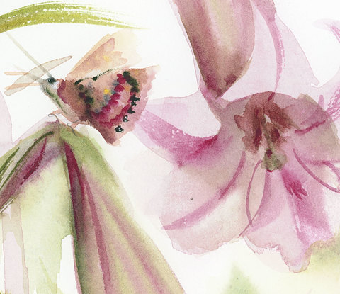 Watercolour painting of pink, magenta lilies with a butterfly