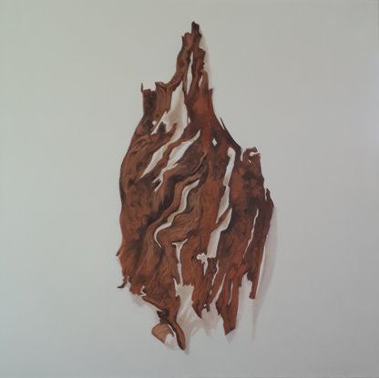 A detailed image of the bark of a eucalypt tree on a warm white background.  The colours are raw umber and burnt sienna on a warm white background.