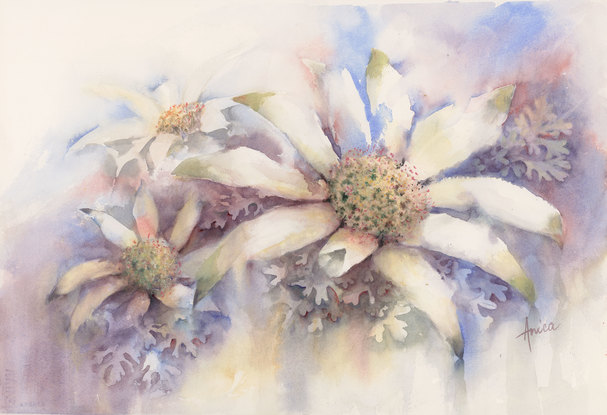 Watercolour painting of soft atmospheric flannel flowers