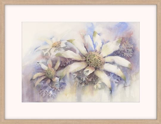 Watercolour painting of soft atmospheric flannel flowers