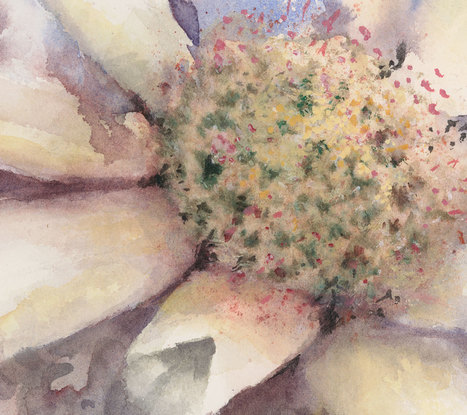 Watercolour painting of soft atmospheric flannel flowers