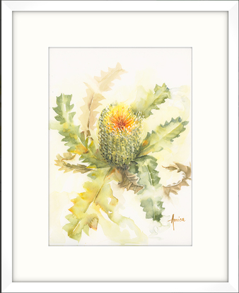 Watercolour painting of an Australian native flower the   Banksia bloom with its serrated leaves around it, set on a white background.