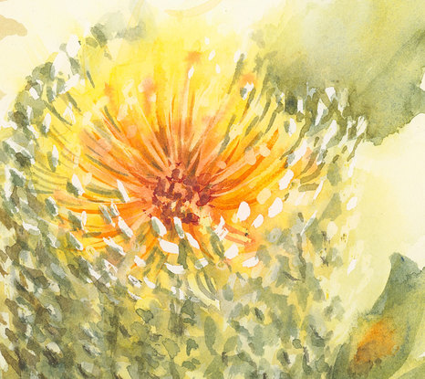 Watercolour painting of an Australian native flower the   Banksia bloom with its serrated leaves around it, set on a white background.