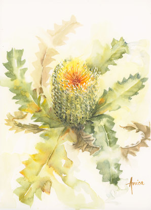 Watercolour painting of an Australian native flower the   Banksia bloom with its serrated leaves around it, set on a white background.