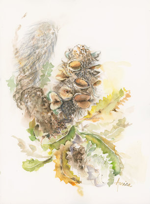 Watercolour painting of Australian Flora, Banksia Serrata.  Old Man Banksia cone on a gnarly branch with serrated leaves around it.