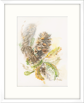 Watercolour painting of Australian Flora, Banksia Serrata.  Old Man Banksia cone on a gnarly branch with serrated leaves around it.