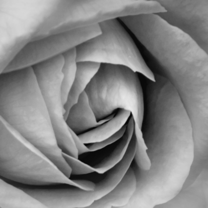 Rose in Bloom from the body of work - ‘Botanical Artistry’. A single shot in camera by emerging artist Ann Parrott with a Limited Edition of 21. Captured in the beautiful Prague botanical gardens.