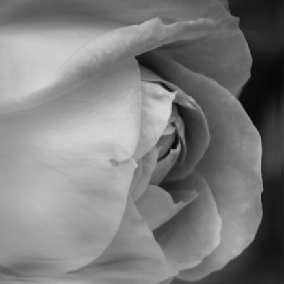 Rose in Bloom from the body of work - ‘Botanical Artistry’. A single shot in camera by emerging artist Ann Parrott with a Limited Edition of 21. Captured in the beautiful Prague botanical gardens.