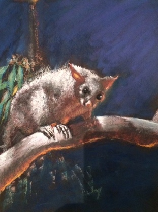 Possum in tree at night with light shining upon it.