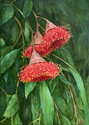 Three bright pink eucalyptus flowers, bright green leaves.