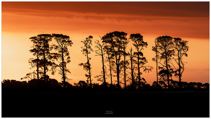 Tree line silhouette on a stunning bright orange backdrop sunset