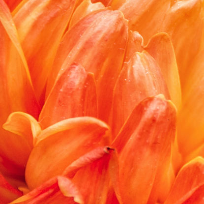 Orange Happiness. Large, bold and rich in texture, this vibrant beauty and delight wakens the soul and the consciousness of beauty will brighten your day ahead. From the body of work - ‘Botanical Artistry’ by Australian photographer Ann Parrott; Limited Edition of 21. 