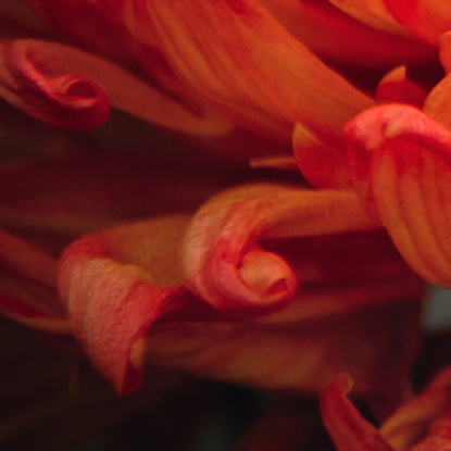 Orange Happiness. Large, bold and rich in texture, this vibrant beauty and delight wakens the soul and the consciousness of beauty will brighten your day ahead. From the body of work - ‘Botanical Artistry’ by Australian photographer Ann Parrott; Limited Edition of 21. 