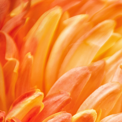 Orange Happiness. Large, bold and rich in texture, this vibrant beauty and delight wakens the soul and the consciousness of beauty will brighten your day ahead. From the body of work - ‘Botanical Artistry’ by Australian photographer Ann Parrott; Limited Edition of 21. 