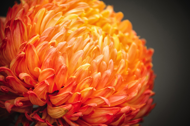 Orange Happiness. Large, bold and rich in texture, this vibrant beauty and delight wakens the soul and the consciousness of beauty will brighten your day ahead. From the body of work - ‘Botanical Artistry’ by Australian photographer Ann Parrott; Limited Edition of 21. 