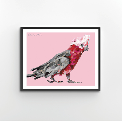 Australian Galah