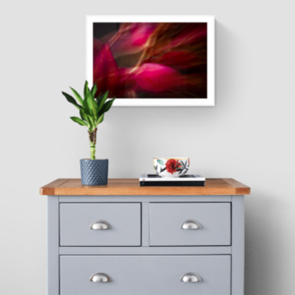 'Passion Colours Everything', with it's rich deep velvety red colours from the body of work - ‘Botanical Artistry’. A single shot in camera by emerging artist Ann Parrott with a Limited Edition of 21. 