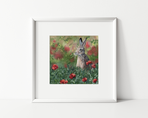 jackrabbit in a field of red poppies