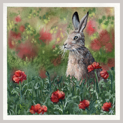 jackrabbit in a field of red poppies