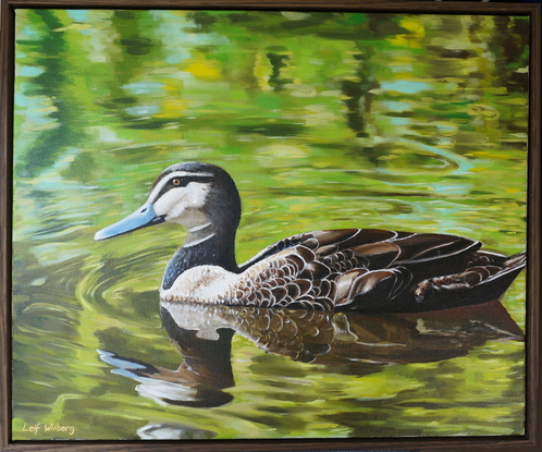 Duck swimming in a reflective pond