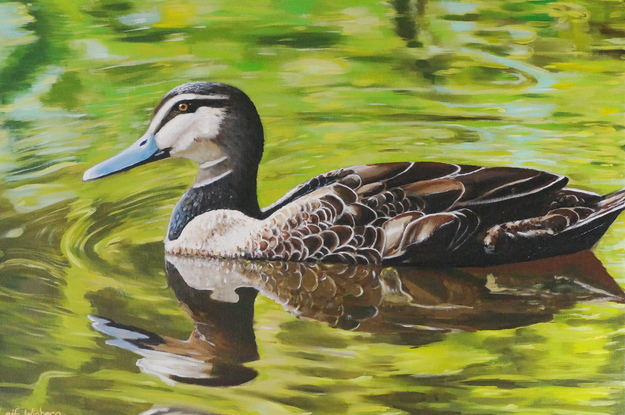 Duck swimming in a reflective pond