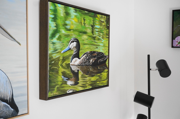 Duck swimming in a reflective pond