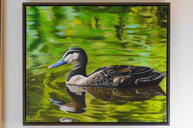 Duck swimming in a reflective pond