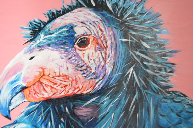 A large blue feathered bird with bold white tips that run from his chest all the way up to his spiked feathered hood. 
His bald pink face resembles a wrinkly sultana that creases under his chin and behind his eyes.
