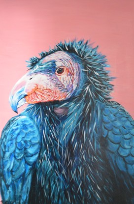 A large blue feathered bird with bold white tips that run from his chest all the way up to his spiked feathered hood. 
His bald pink face resembles a wrinkly sultana that creases under his chin and behind his eyes.
