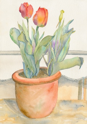 Tulips Watercolour Nature