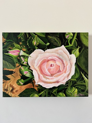 Oversized blush pink garden rose 