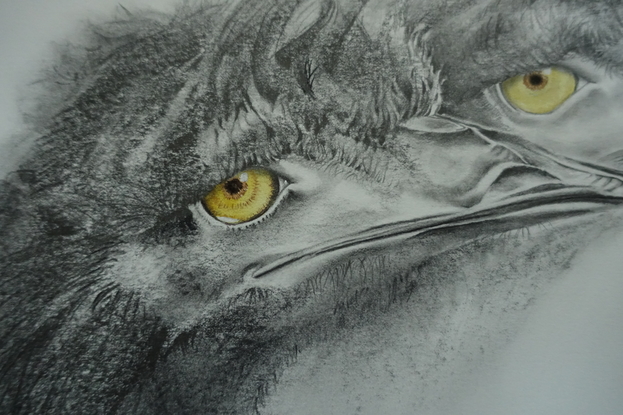 Two emus rendered in graphite gaze off into the distance.