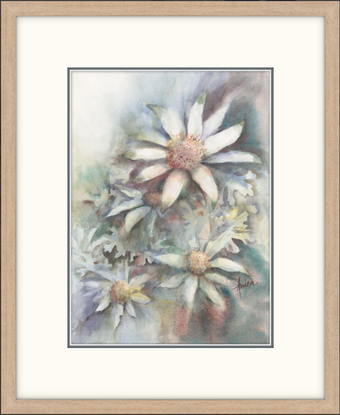 Watercolour painting of Flannel Flowers looking at them from above