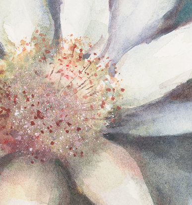 Watercolour painting of Flannel Flowers looking at them from above