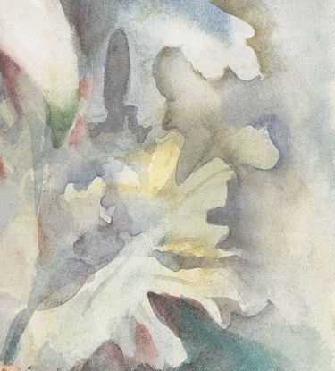 Watercolour painting of Flannel Flowers looking at them from above