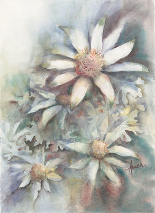 Watercolour painting of Flannel Flowers looking at them from above